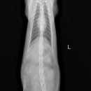 24시 더나은동물메디컬센터 이미지