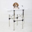 댕댕이애견 이미지