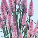 맨드라미농장 이미지