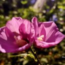 선학산전망대 이미지