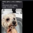 더독그루머스 이미지