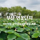 연꽃어린이공원 | 삼락생태공원 연꽃단지 부산 사상구 삼락동 여름 꽃구경 하기 좋은 곳 힐링