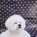 다이아몽 이미지