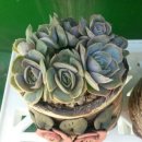 부영다육농장 이미지