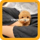 강아지꿈 | 곡성강아지분양 꿈꿔왔던 댕댕이 만남 후기