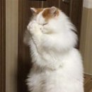 지피미 | 투미프롬미 💌