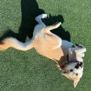 레오나르독 이미지