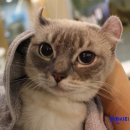 카우만 동물병원 이미지