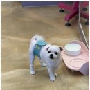스타애견미용 네이버블로그
