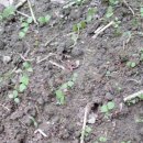 사선대농장 이미지