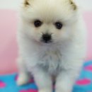 뽀송뽀송 이미지