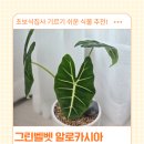 알로카시아 그린벨벳 키우기 후기, 물주기부터 일액현상까지 플랜트메이트 구매기