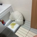 뭉치켄넬 | 꼬똥드툴레아 분양 / 육견 후기 / 강아지 특징 / 강아지 분양