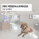 농띠 | 애견동반 제주여행: 농띠펜션 (감성숙소&amp;독채)