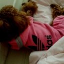 도긴어스 이미지