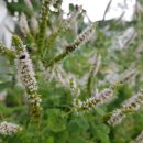 창주농장 이미지