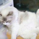 랙돌캐터리올리비아 네이버블로그