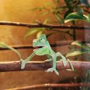 밀림식당 | 2025 대구 밀림 페어 오픈런 후기 체험 게코 도마뱀 분양까지