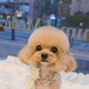 자연앤동물병원 미용실 이미지