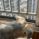 하루댕댕