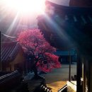 화엄사1로 이미지