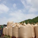 보리보리쌀 이미지