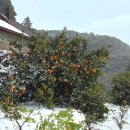 올레스테이 이미지