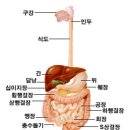 위 절제수술 후 발생하는 덤핑 증후군 이미지