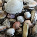 조개시장 이미지