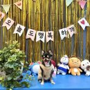 선유담 씨하우스 민박 | 인천 영흥도 애견동반펜션 미리내펫하우스 | 오션뷰 가성비 최고 숙소 내돈내산 후기 (애견수영장...