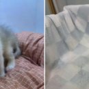 도그마루 강아지고양이 대전점 이미지