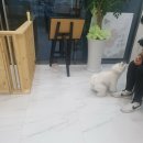 상큼하개 이미지