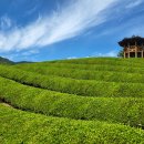 정금마을 차밭 앞 이미지