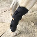 펫츠런 애견 이미지