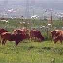 한우사육장 이미지