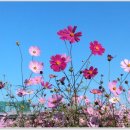 등나무1,2,3.길 이미지