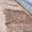 연진농장 이미지