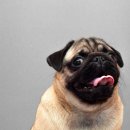 시온동물병원 이미지