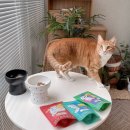 멍해묘해 | 귀여운 고양이 세라믹 식기 피카볼 &amp; 멍해묘해 트릿 후기