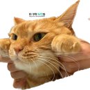영이네수제맛찬 이미지