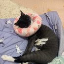 아이본동물병원 자양동 동물병원 고양이 건강 검진 후기