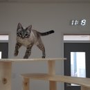 고양이호텔 묘랑묘랑 이미지