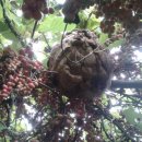 각골농장 이미지