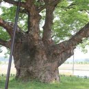 영풍 단촌리 느티나무 이미지