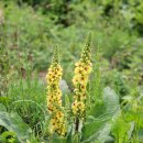 정원야생화 이미지