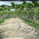 현명농장 이미지