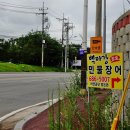 싱싱장어 이미지