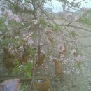 토종닭농장 이미지