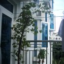 포도나무 민박 이미지