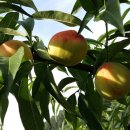 대월농장 이미지